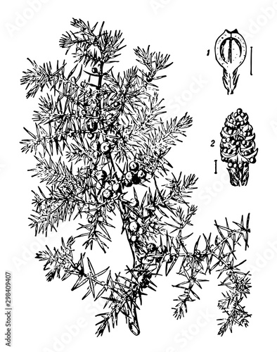 Juniper vintage illustration.