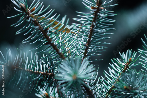 blue spruce branches on blurred background  close view 