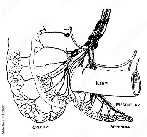 Lymphatics of the Caecum and Appendix, vintage illustration.