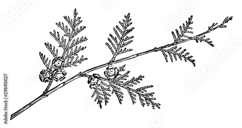 Branch of Lawson's Cypress vintage illustration.