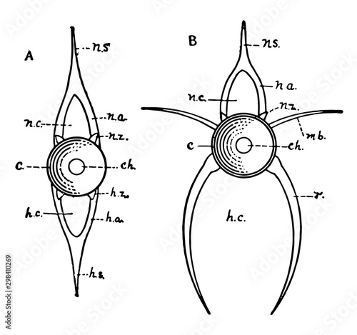 Fish Vertebrae, vintage illustration