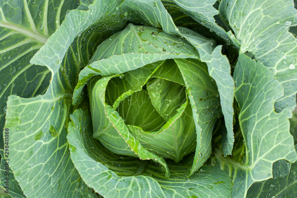 Green cabbage with open leaves in the garden, top view. Green cabbage with open leaves in the garden, top view.