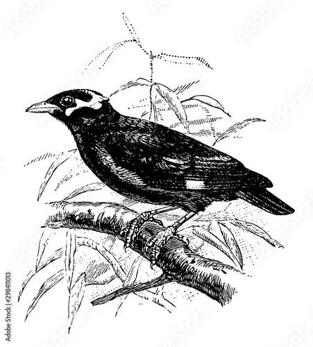 Hill Myna, vintage illustration.
