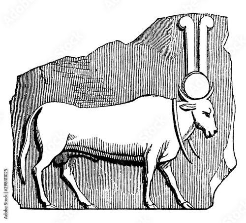 Apis vintage illustration.