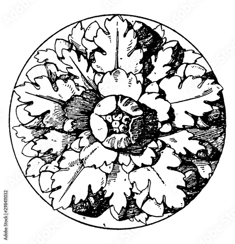 Roman Rosette is an artificial rose with five divisions, vintage engraving.