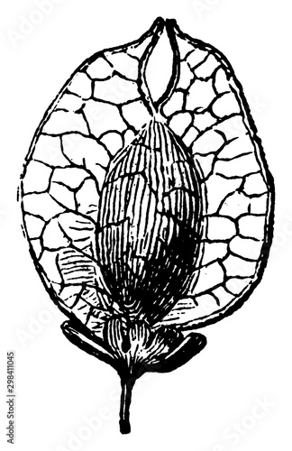 American Elm vintage illustration.