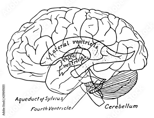 Relations of the Ventricles to the Surface of the Brain, vintage illustration