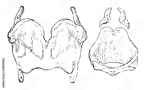 Cartilages from the Larynx, vintage illustration.