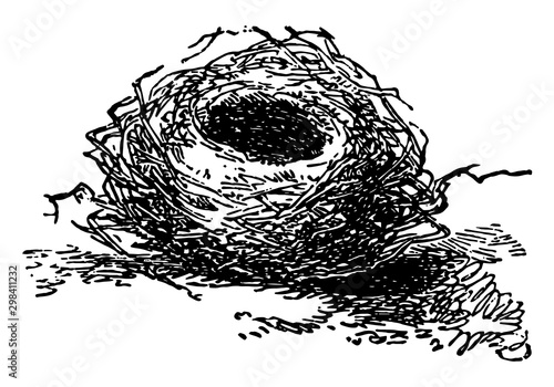 Bird Nest, vintage illustration.