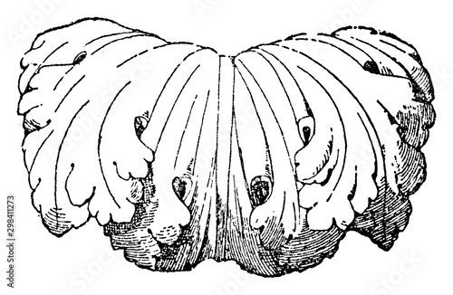 Overlap of Leaf is a Roman candelabrum design, vintage engraving.