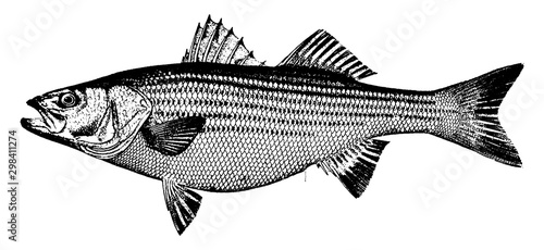 Striped Bass, vintage illustration.