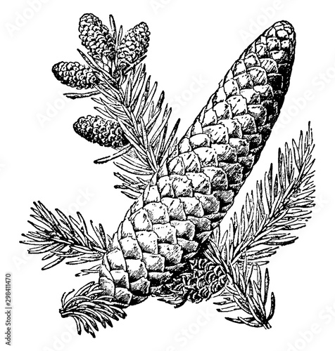 Balsam Fir vintage illustration.