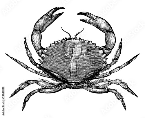 California Rock Crab, vintage illustration.