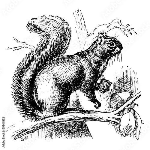 Gray Squirrel, vintage illustration.