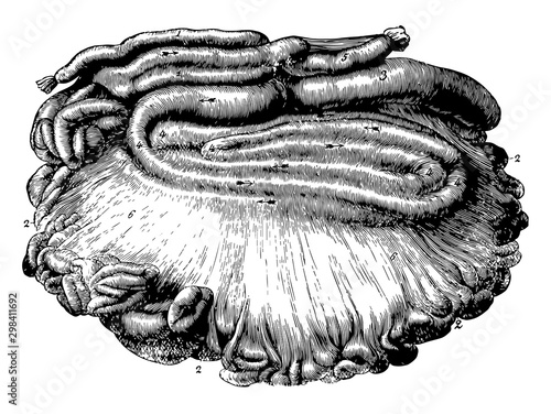 Intestines of an Ox, vintage illustration.