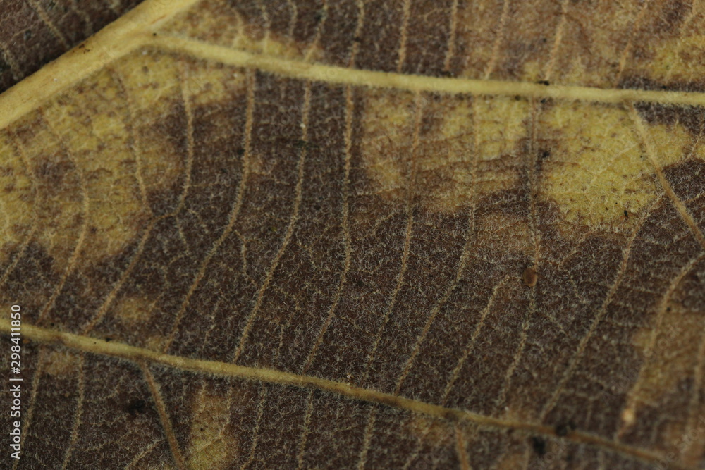 Detail of leaf textured background.