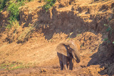 African elephant having a mud bath in a waterhole in a river image with copy space in horizontal format