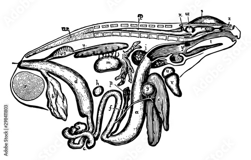 Frog Viscera, vintage illustration