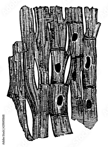 Cardiac Muscular Tissue, vintage illustration.
