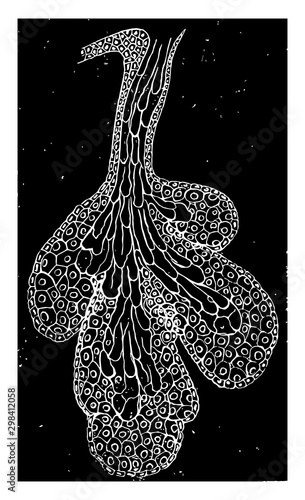 Sebaceous Gland from Human Skin, vintage illustration.