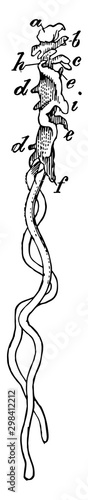 Copepod, vintage illustration.