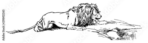 Thirsty Lion, vintage illustration