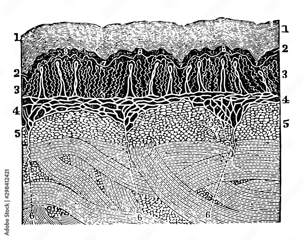 A Diagram of the Layers of the Skin, vintage illustration. Stock Vector ...