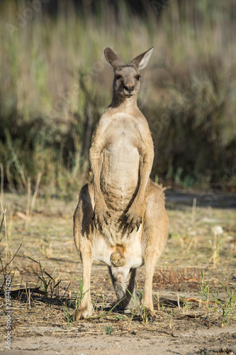 Western Grey Kangaroo, standing alert in natural bushland setting.