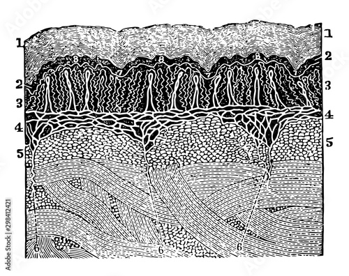 A Diagram of the Layers of the Skin, vintage illustration.