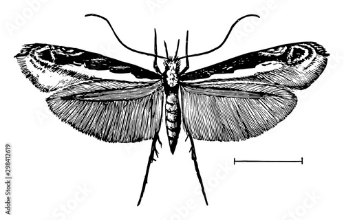 Leaf Blotch Miner Moth, vintage illustration.