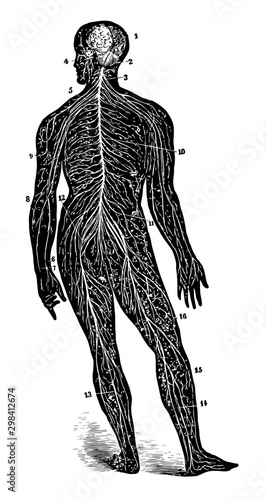 A Back View of the Brain and Spinal Cord, vintage illustration