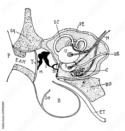 Cat Ear, vintage illustration