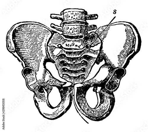 Male Pelvic Bone, vintage illustration.