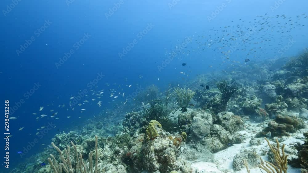 Seascape of coral reef in the Caribbean Sea around Curacao with coral and sponge Seascape of coral reef in the Caribbean Sea around Curacao with coral and sponge