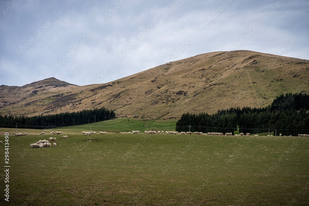 A herd of sheep at a farm in South Island, New Zealand