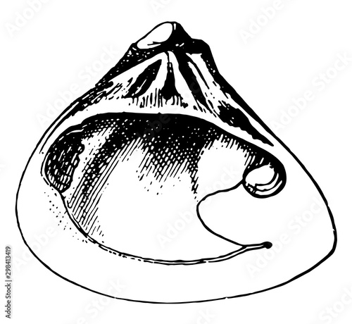 Right Valve of Galatea Bivalve, vintage illustration.