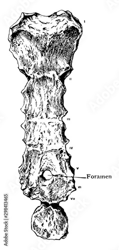 Sternum Showing Foramen, vintage illustration.