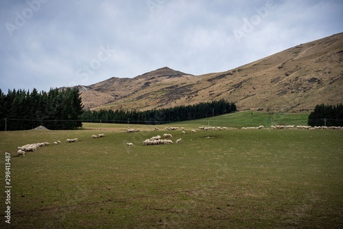 A herd of sheep at a farm in South Island, New Zealand
