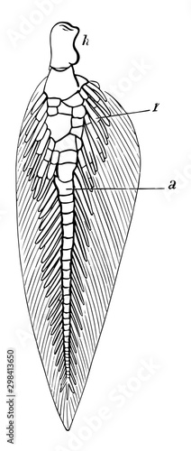 Queensland Lungfish Fin, vintage illustration