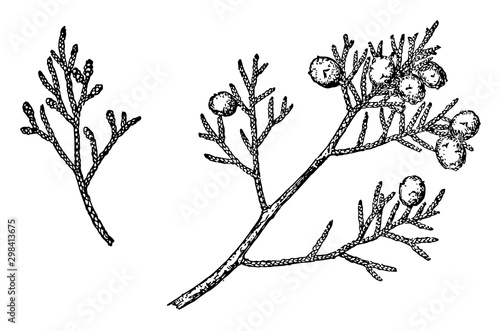 Branch of California Juniper vintage illustration. photo