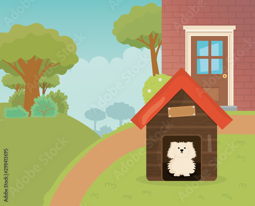 dog in the house garden tree path pet care