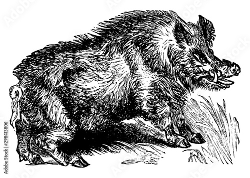 Boar, vintage illustration.