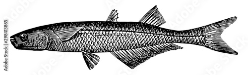 Atlantic Silverside, vintage illustration.