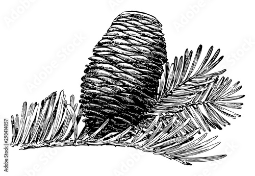 Grand Fir Tree Cone vintage illustration.
