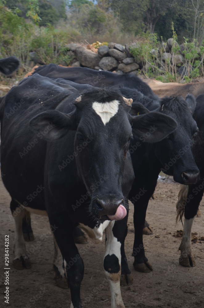 Vaca con la lengua de fuera