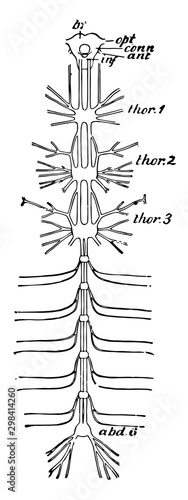 Cockroach Nervous System, vintage illustration