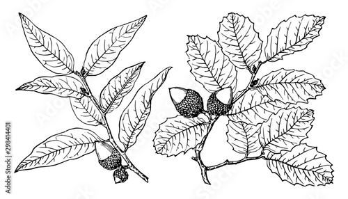 Branch of Interior Live Oak vintage illustration.