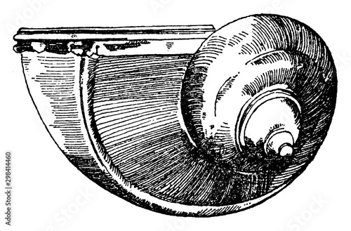 Snail Shell used during the Renaissance as a drinking vessel, vintage engraving.