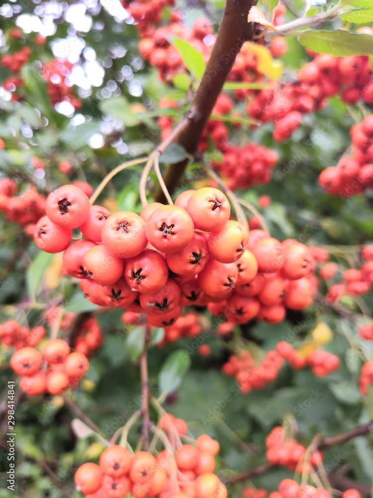 Obraz premium Rote Vogelbeere