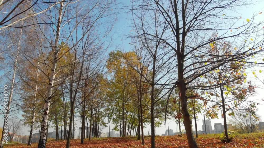 Flying back between the trees low above the ground. Autumn trees on a background of blue sky